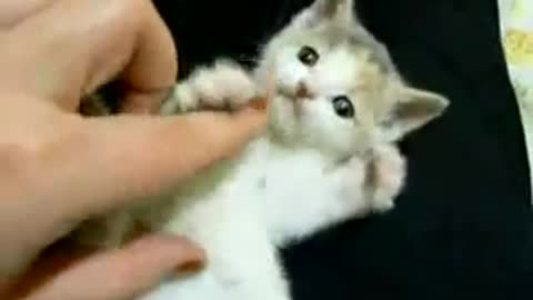 little kitten playing)))