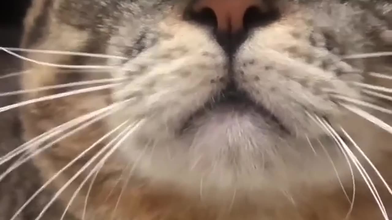 Cat meowing to attract cats