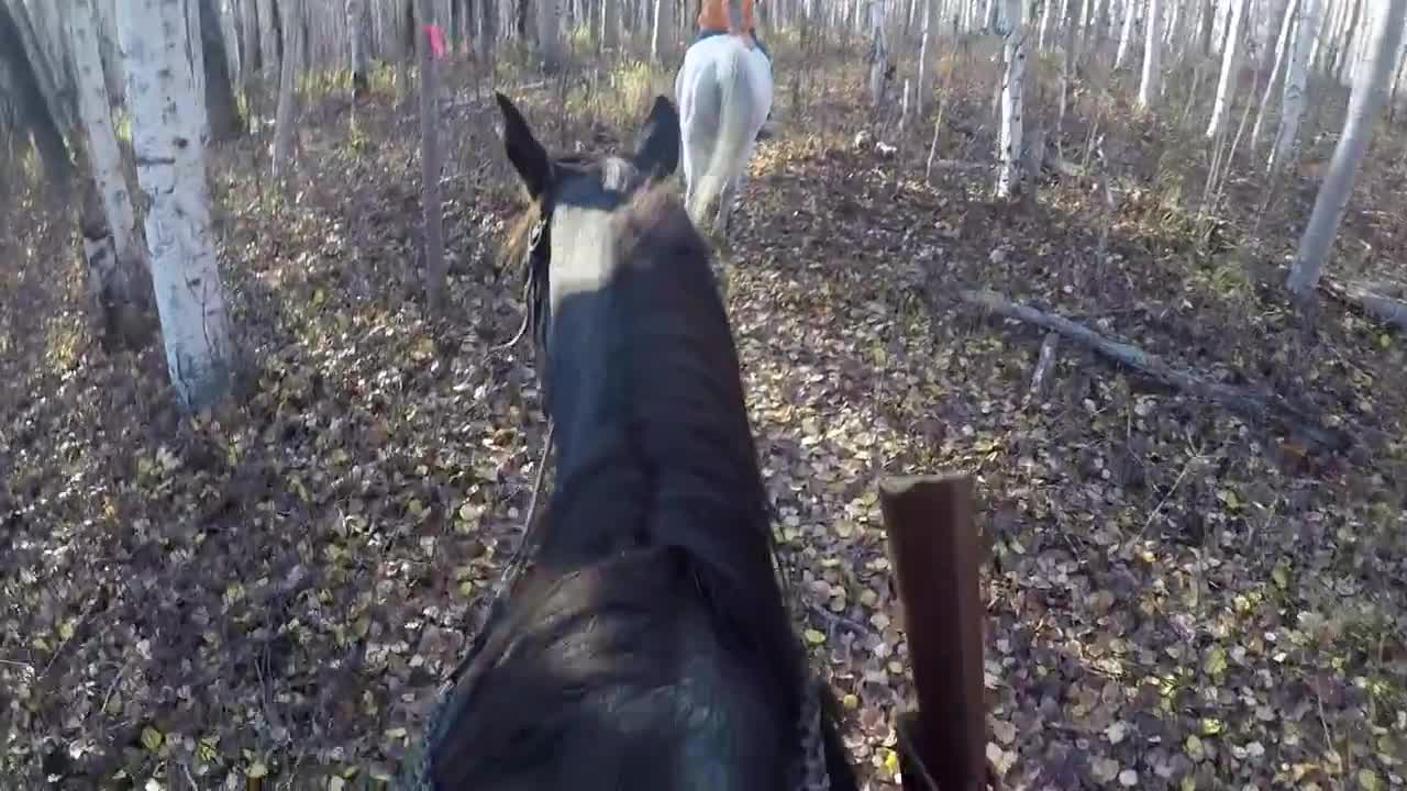 Cool horse Video! Learn how to ride a horse!