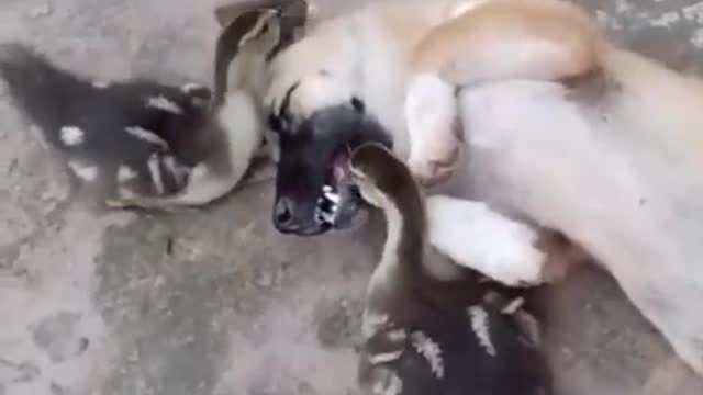 🤣 Funny Dog playing with Duck