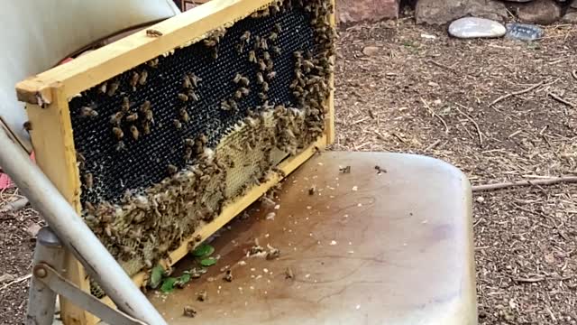 Honey bees cleaning up some leftover honeycomb