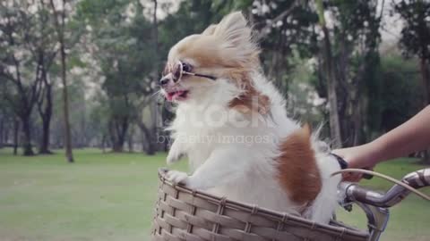 Chihuahua canine with shades on bike bin