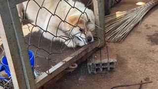 Pup Pulls the Pin on Being Penned