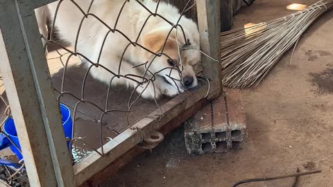 Pup Pulls the Pin on Being Penned