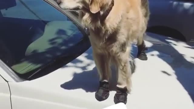 Collab copyright protection - big brown dog with black shoes oncar