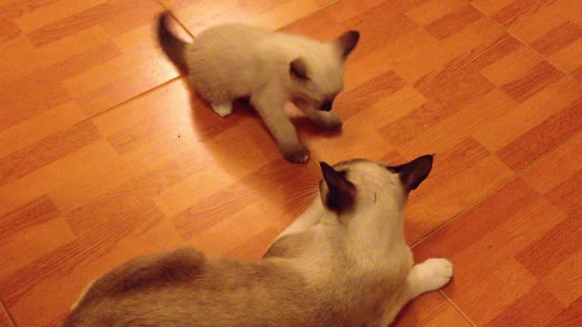 how to seec beautiful cats