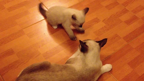 how to seec beautiful cats