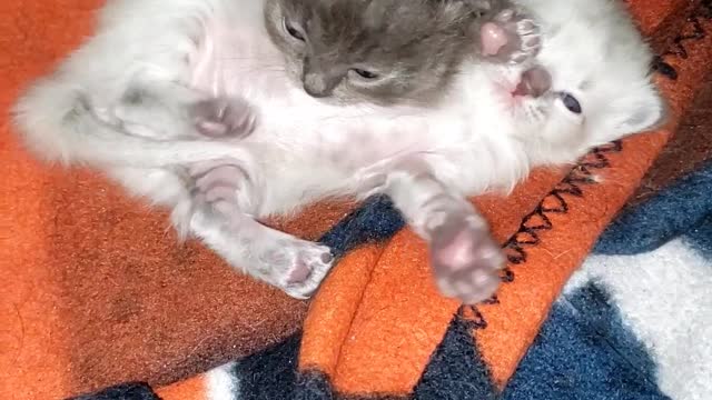 WWE kittens