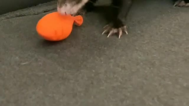 Funny otter play with balloon