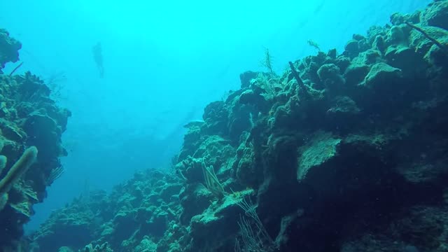 Sea Turtle and Snorkeler