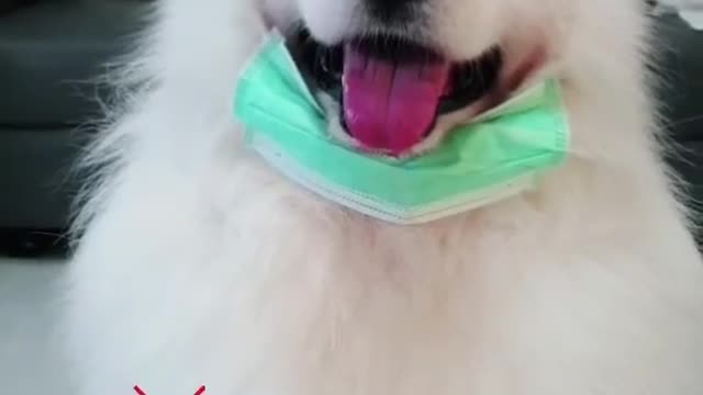 Dog teaches how to wear nose mask