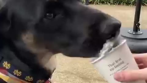 Baby Dogs Cute and Funny Dog Videos Compilation Minutes of Funny Puppy Videos 2022