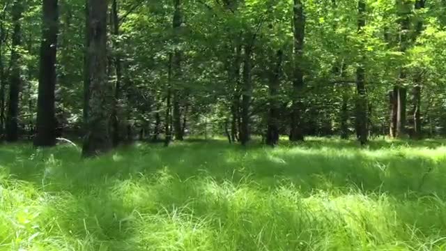 Relaxing Spa Music