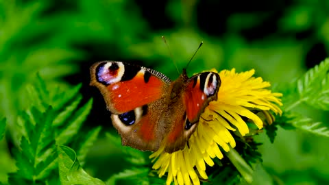 Beautiful Butterfly Background Copywrite free Video || No Sound Video || Reusable Video