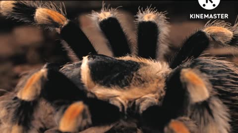 Cute animals