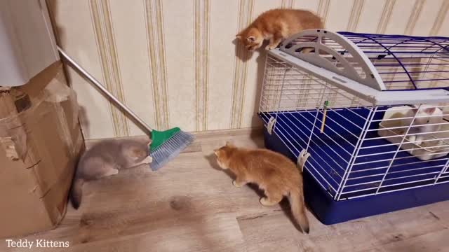 Kittens Living Place Changed to a New One.