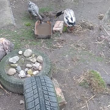 Flora and Lucky Luke and Pipi my little chicken🦆💚🦆