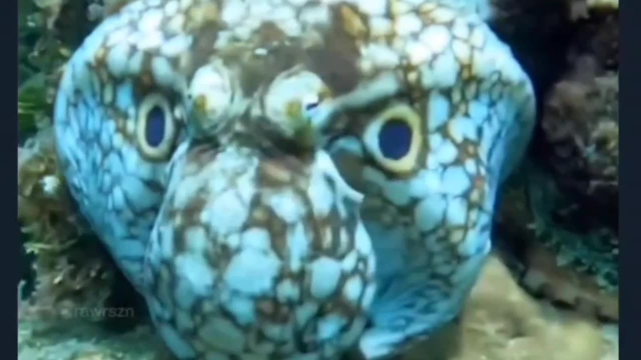 An Octopus uses some camouflage to hide itself and mimic a large sea creature.....