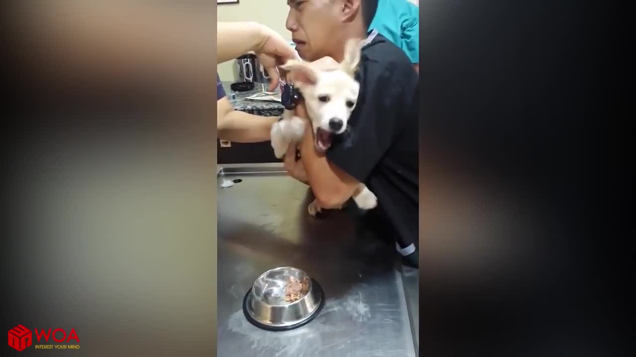 Dog vs injection