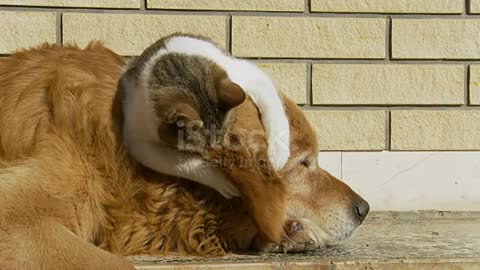 Cats play with dogs in a lovely way