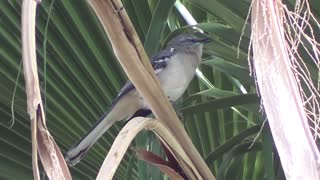 Northern Mockingbird singing beautifully #birding #birds #birdseed #birdwatching #urbanbirding