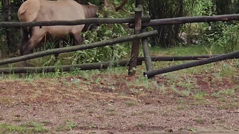 Elk Struggles to Remove Tree Branch From Antlers