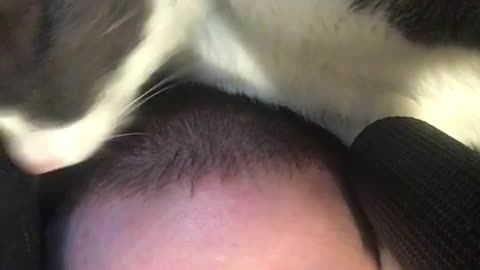 Stud collar cat licks man's head