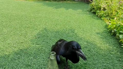 Black Bird Caws and Collects Pebbles