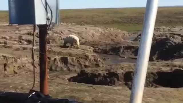 Dengerous Polar Bear