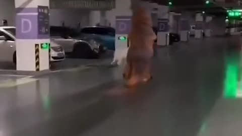 What should the owner do if the dog runs by itself?