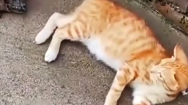 funny animal # cat # cat