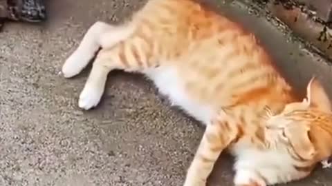 funny animal # cat # cat