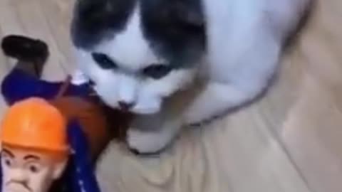 Funny Cat Act like in a War