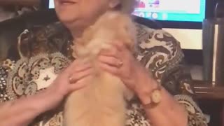 Little doggy wags tail like a helicopter