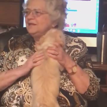 Little doggy wags tail like a helicopter