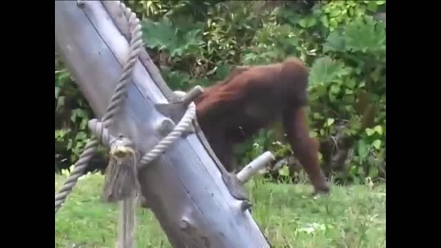 Mom, I don't want to go home. Funny animals monkey