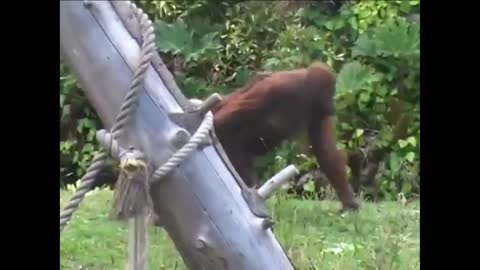 Mom, I don't want to go home. Funny animals monkey
