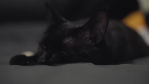 Cats squint when they sleep