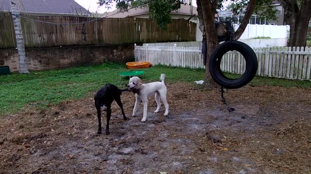 Sully playing with poodle.