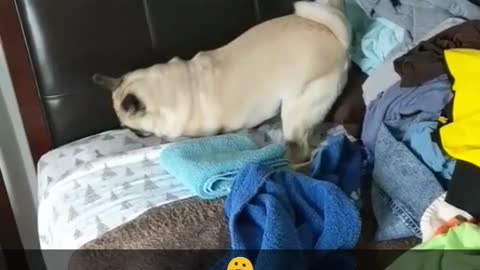 Pug on bed in between laundry scratching at black bed post