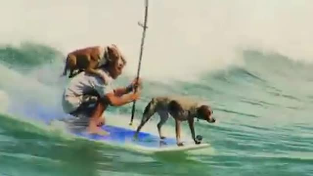 Surf with dogs