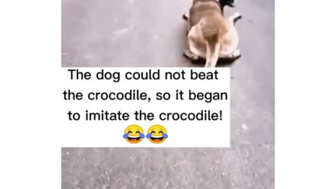 The dog could not bead The crocodile so it began to imitate the crocodile