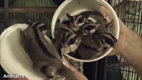 SUGAR GLIDERS Flying - Funny & Cute Compilation