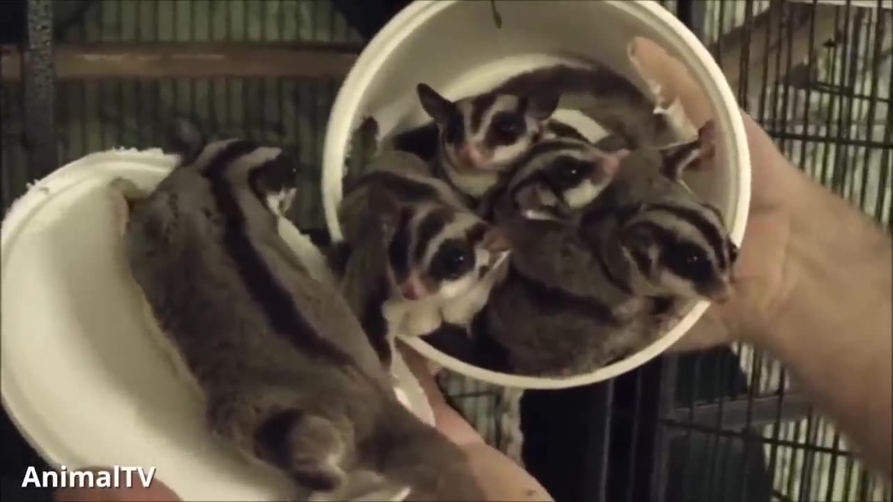 SUGAR GLIDERS Flying - Funny & Cute Compilation