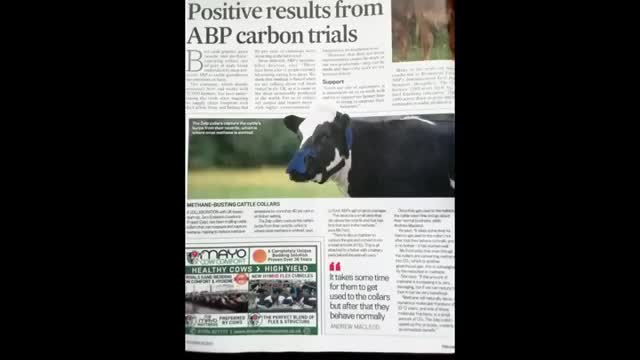 IRELAND PUTS COWS IN MASKS