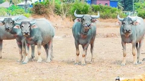 funny animal