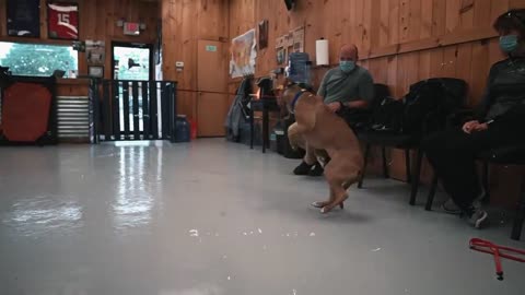 Terrified pitbull's life changed after this ?