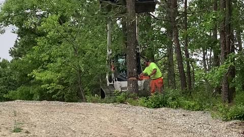 Dropping a scrub pine