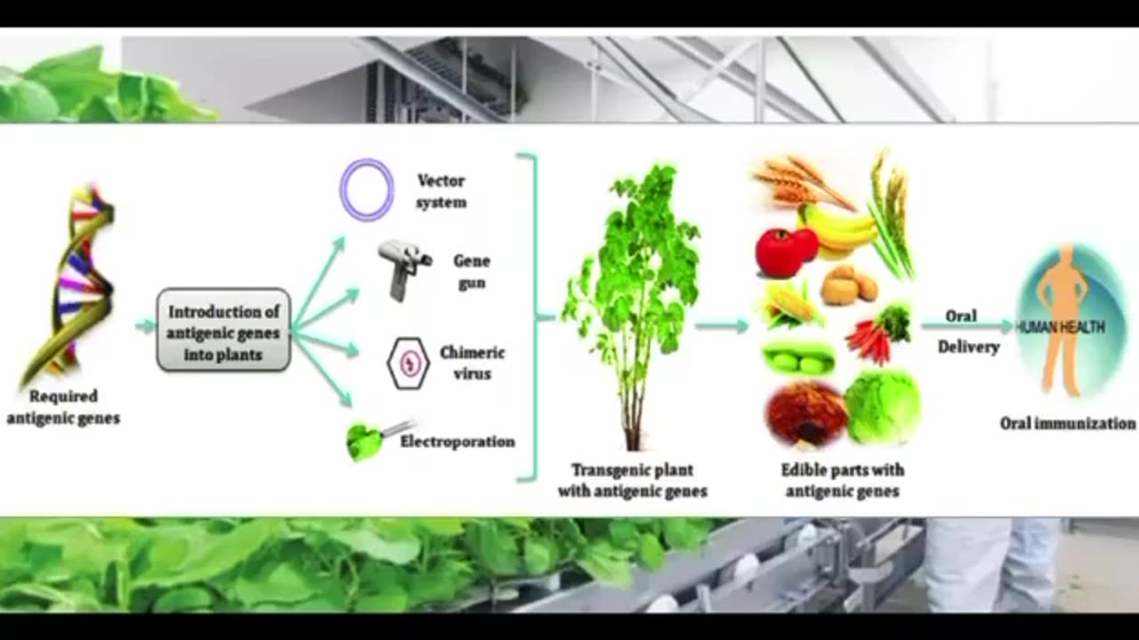 Vaxing Our Food-Lettuce Being Tested For mRNA Food