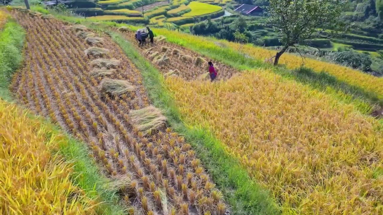 Autumn rice harvest